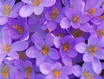 Obituary of Ann Petrizzo