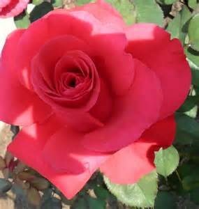 Obituary of Carol Webb