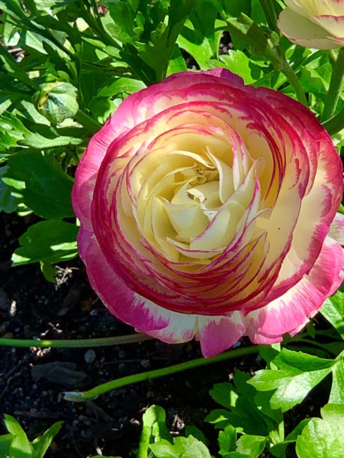 Obituary of Lisa Jayne Reddick