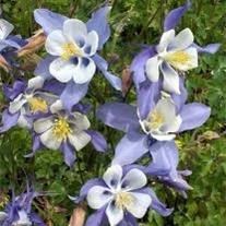 Obituary of Gene Albert Clawson