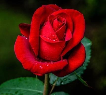 Obituary of Monica Raquel Gotera Pinero