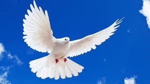 Obituary of Roger Michael Joseph Flinn