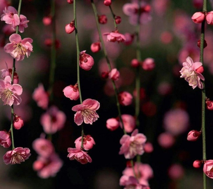 Obituary of Felicitas Ramos Gonzalez