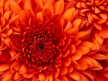 Obituary of Andrea Beth Fells
