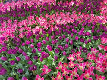 Obituary of Lynn Sherman Potter