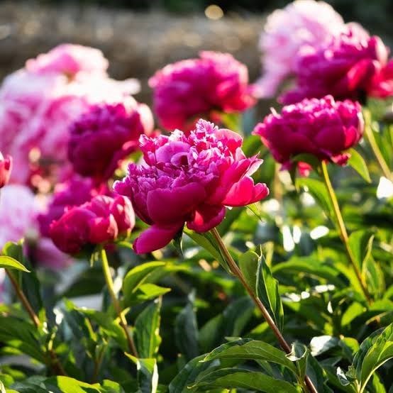 Obituary of Wilmajean - Sargent