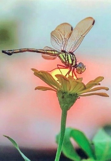 Obituario de Betty Jean Thornton