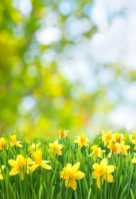 Obituary of Xiao Qing Chen