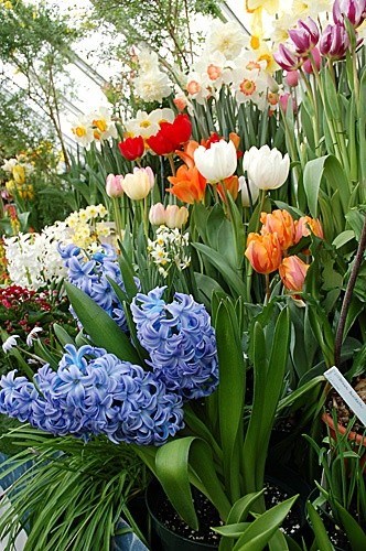 Obituary of Paula F. Townsend