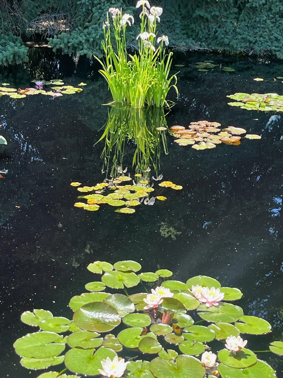 Obituary of Quoc Kiet Tran