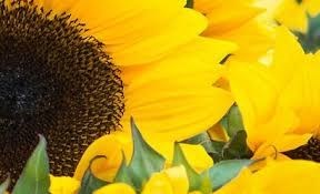 Obituary of Nancy Ellaine Hawthorne