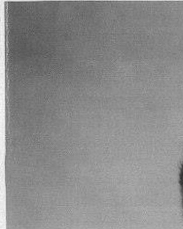 Ammie Frazar, Obituary - Baytown, TX