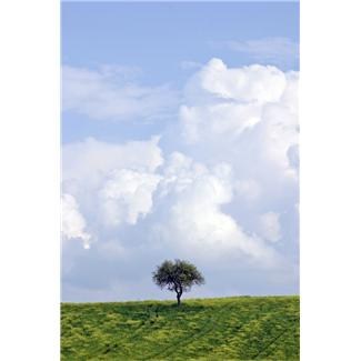 Obituary of Anthony M Mauro