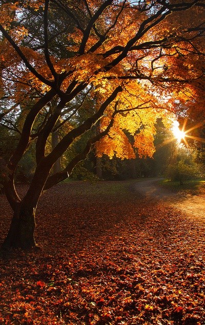 Obituary of Beth Ann McAulay