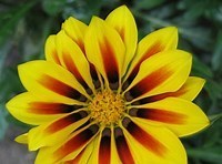 Obituary of Maxine Leverne Hiner