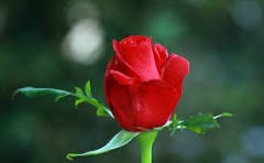 Obituary of Nina Shante Padilla