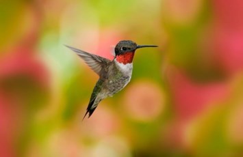 Obituary of Mabel A. Richards