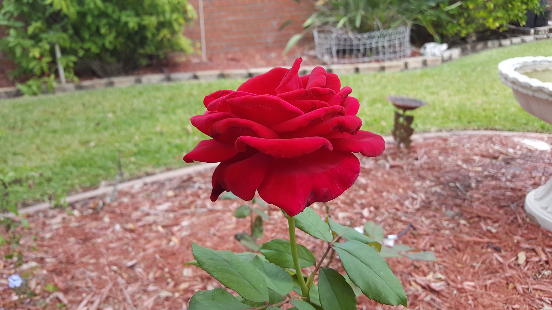 Obituary of Norman Stanley Kalish