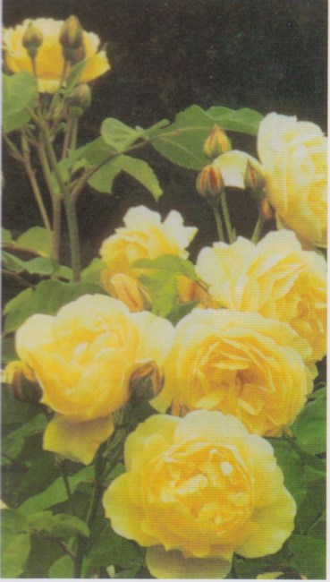 Obituary of Elizabeth Morrill