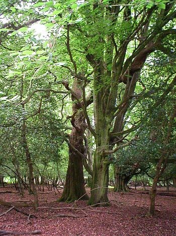 Obituario de Margaret Pauline Krause Martin