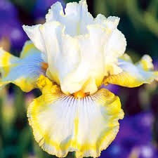 Obituary of Jacquelyn Joye Archer