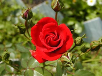 Obituary of Jean Parks