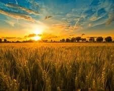 Obituary of Shirley Ann Tucker