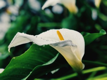 Obituary of Shirley Ann Gaunt-Smith