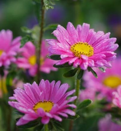 Obituario de Darlene Dorothy Wold