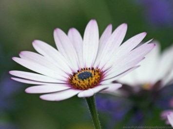 Obituary of Leone A. Richardson