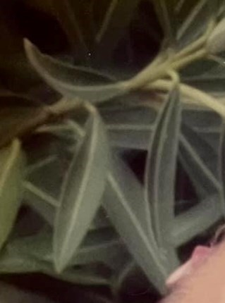 Oanh Do Obituary San Jose, CA