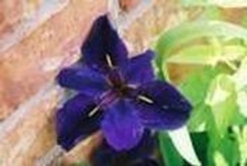 Obituary of Bernice Alter Hanson