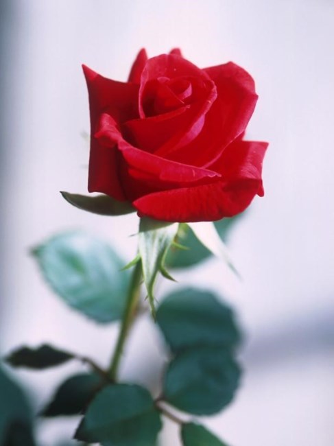 Obituary of Anne Marguerite Rice