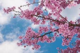 Obituary of Emma Lee Beecham