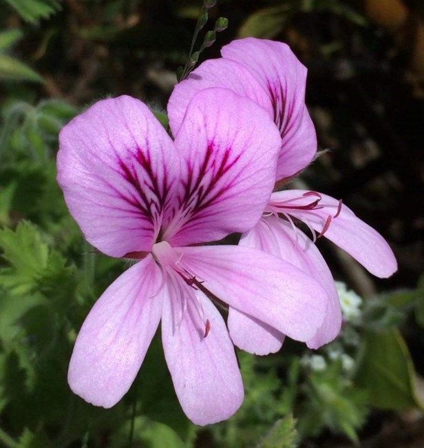 Obituary of Yoshiko "Aunty Nancy" Shimabukuro