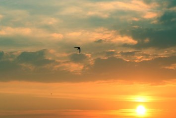 Obituary of Ellen R. O'Brien