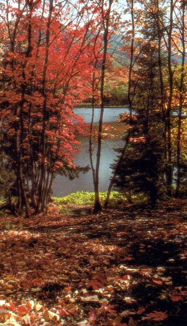 Obituary of Alan M Koller