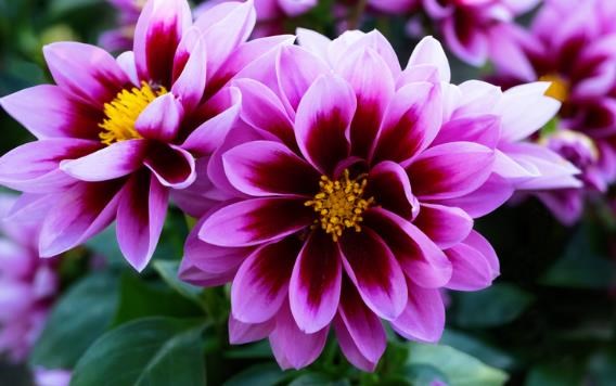 Obituary of Ms. Hope Santee