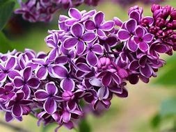 Obituary of Frances D. Story