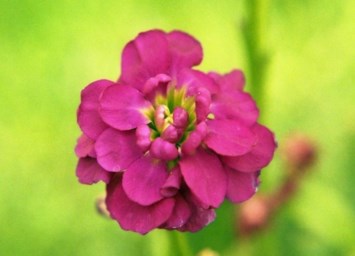 Obituary of Eva Ernestine "Tina" Cline