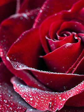 Obituary of Janell M. Holle