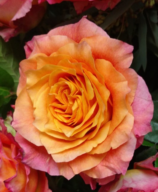 Obituary of Angela Ballachino