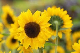 Obituary of Shushanik Karapetyan