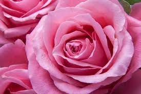 Obituary of Marilyn Ann Murray