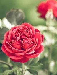 Obituary of Kathleen Coleman