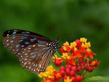 Obituary of Elfriede Smith