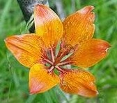 Avis de décès de Linda Phillips