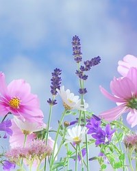 Obituary of Helen Holmes