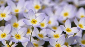 Obituary of Wanda L Hotaling