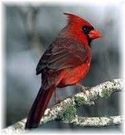 Obituary of Robert Frank Stevens